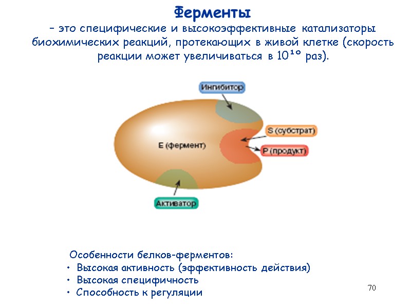 70 Ферменты  – это специфические и высокоэффективные катализаторы биохимических реакций, протекающих в живой
